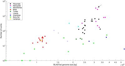 A Burst of Numt Insertion in the Dasyuridae Family During Marsupial Evolution